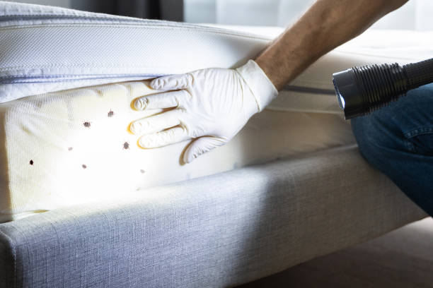Best Flea Control Services  in Estill Springs, TN